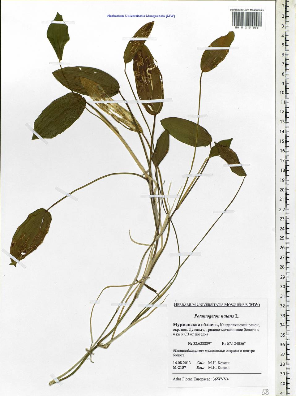 Potamogeton natans L., Eastern Europe, Northern region (E1) (Russia)
