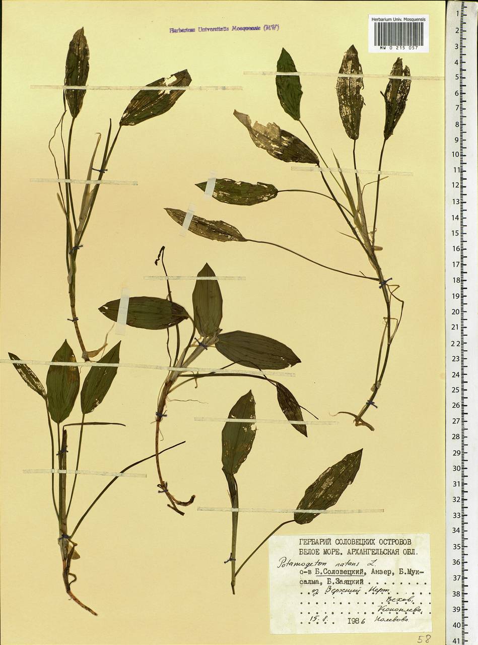 Potamogeton natans L., Eastern Europe, Northern region (E1) (Russia)