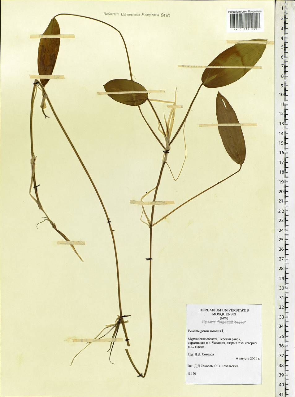 Potamogeton natans L., Eastern Europe, Northern region (E1) (Russia)