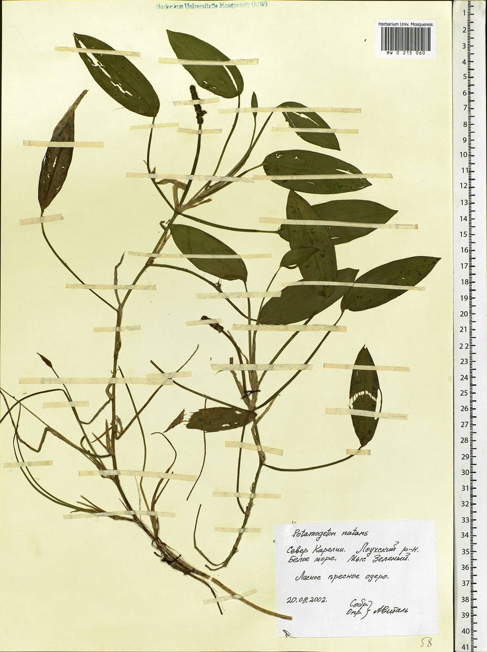 Potamogeton natans L., Eastern Europe, Northern region (E1) (Russia)