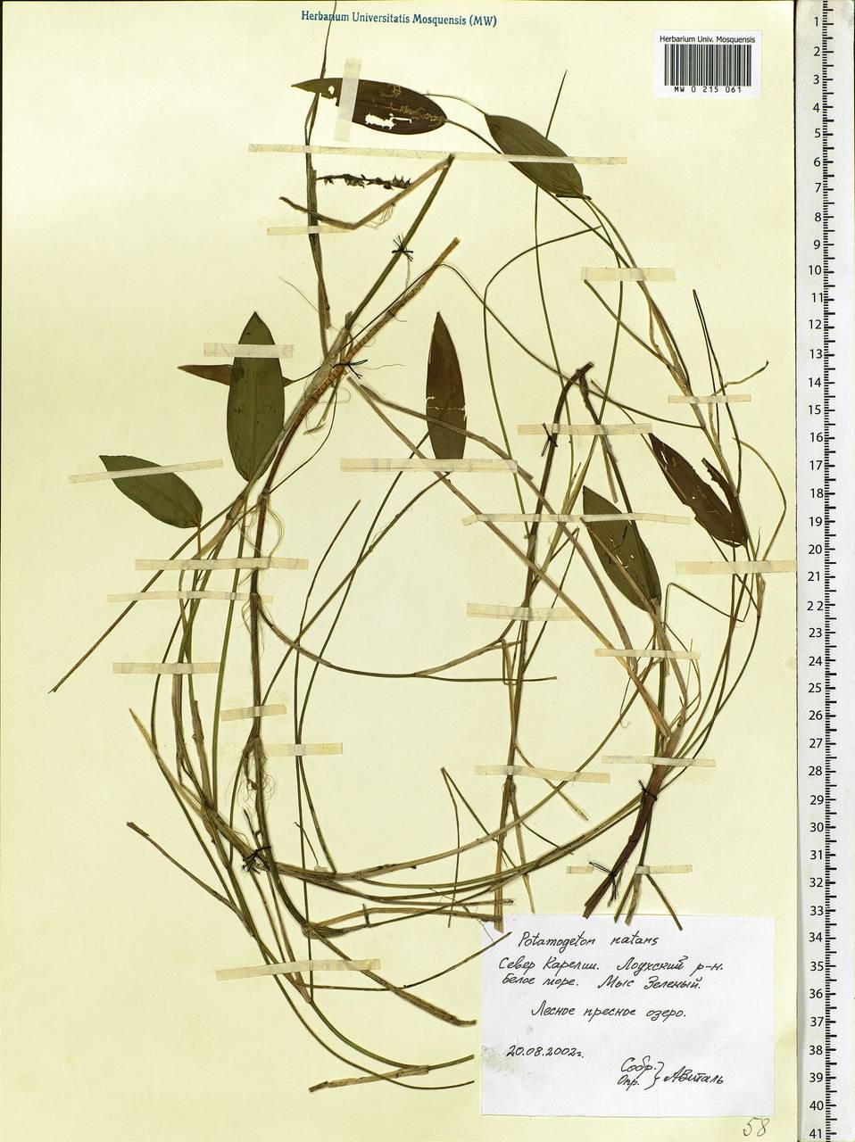 Potamogeton natans L., Eastern Europe, Northern region (E1) (Russia)