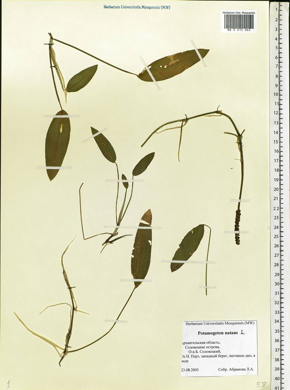 Potamogeton natans L., Eastern Europe, Northern region (E1) (Russia)