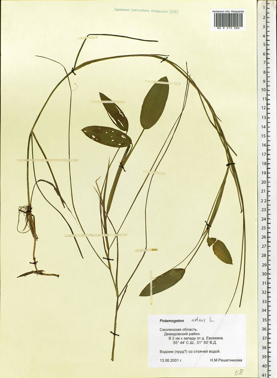 Potamogeton natans L., Eastern Europe, Western region (E3) (Russia)