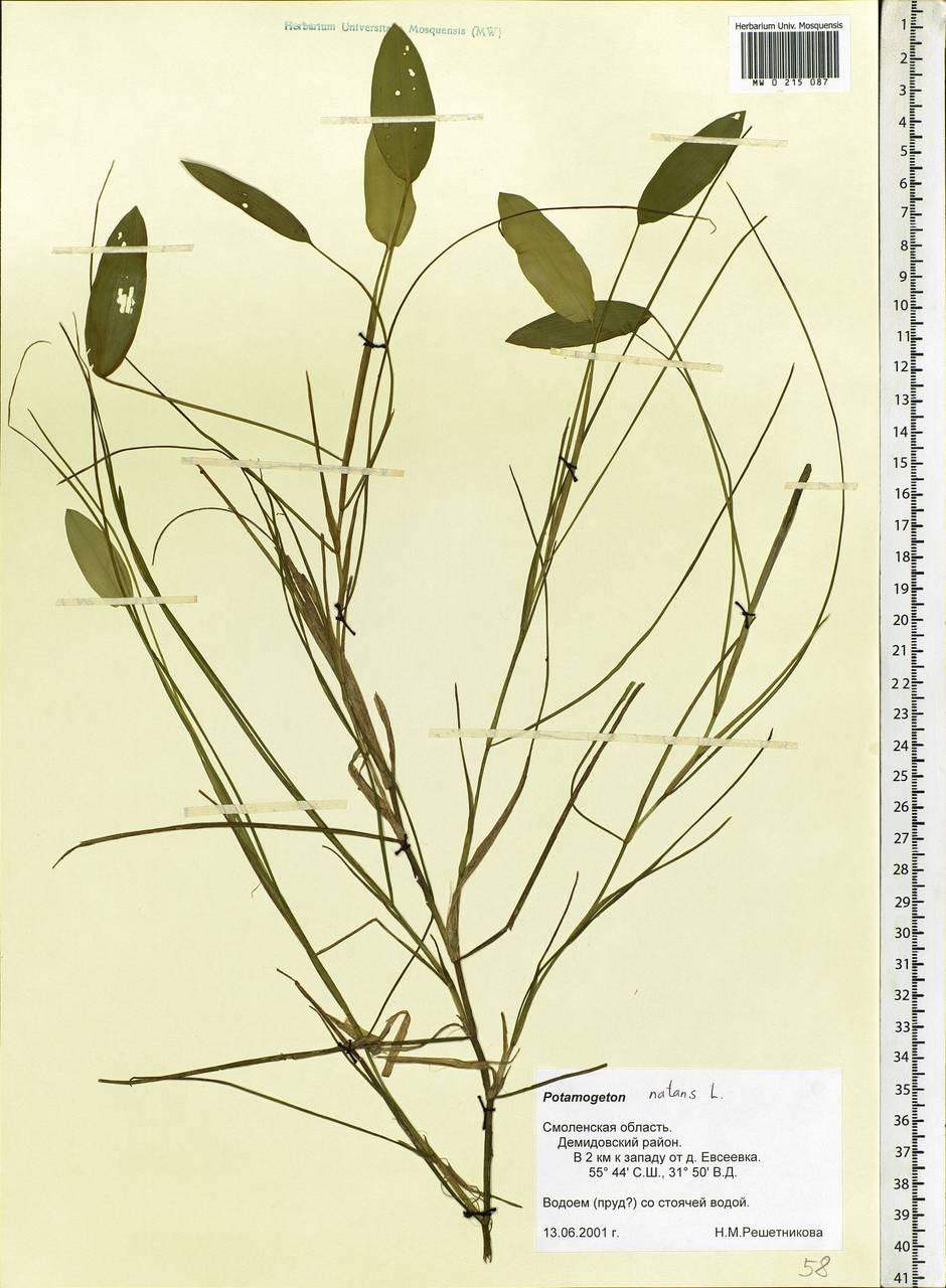 Potamogeton natans L., Eastern Europe, Western region (E3) (Russia)