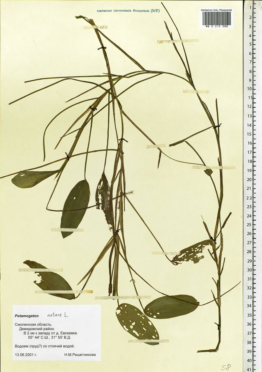 Potamogeton natans L., Eastern Europe, Western region (E3) (Russia)