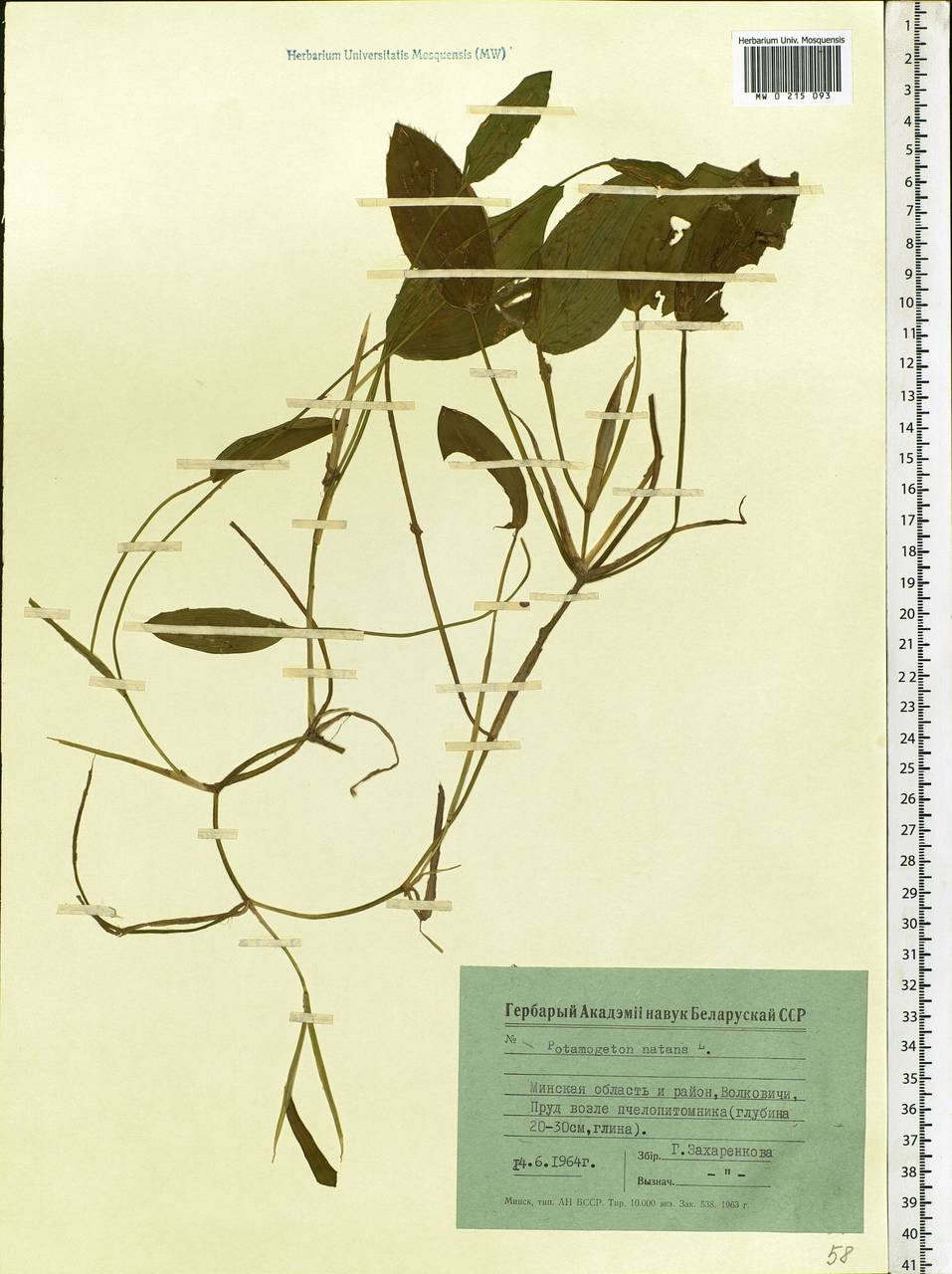 Potamogeton natans L., Eastern Europe, Belarus (E3a) (Belarus)