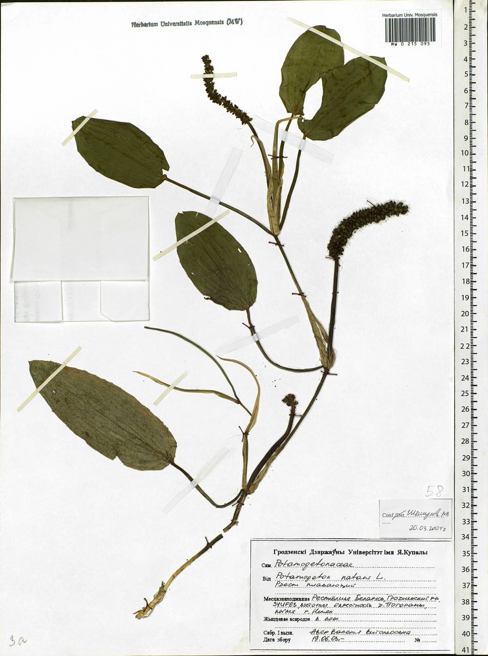 Potamogeton natans L., Eastern Europe, Belarus (E3a) (Belarus)