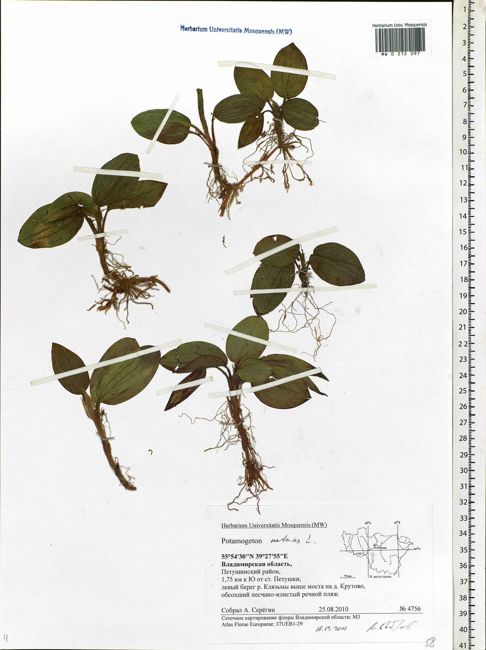 Potamogeton natans L., Eastern Europe, Central region (E4) (Russia)