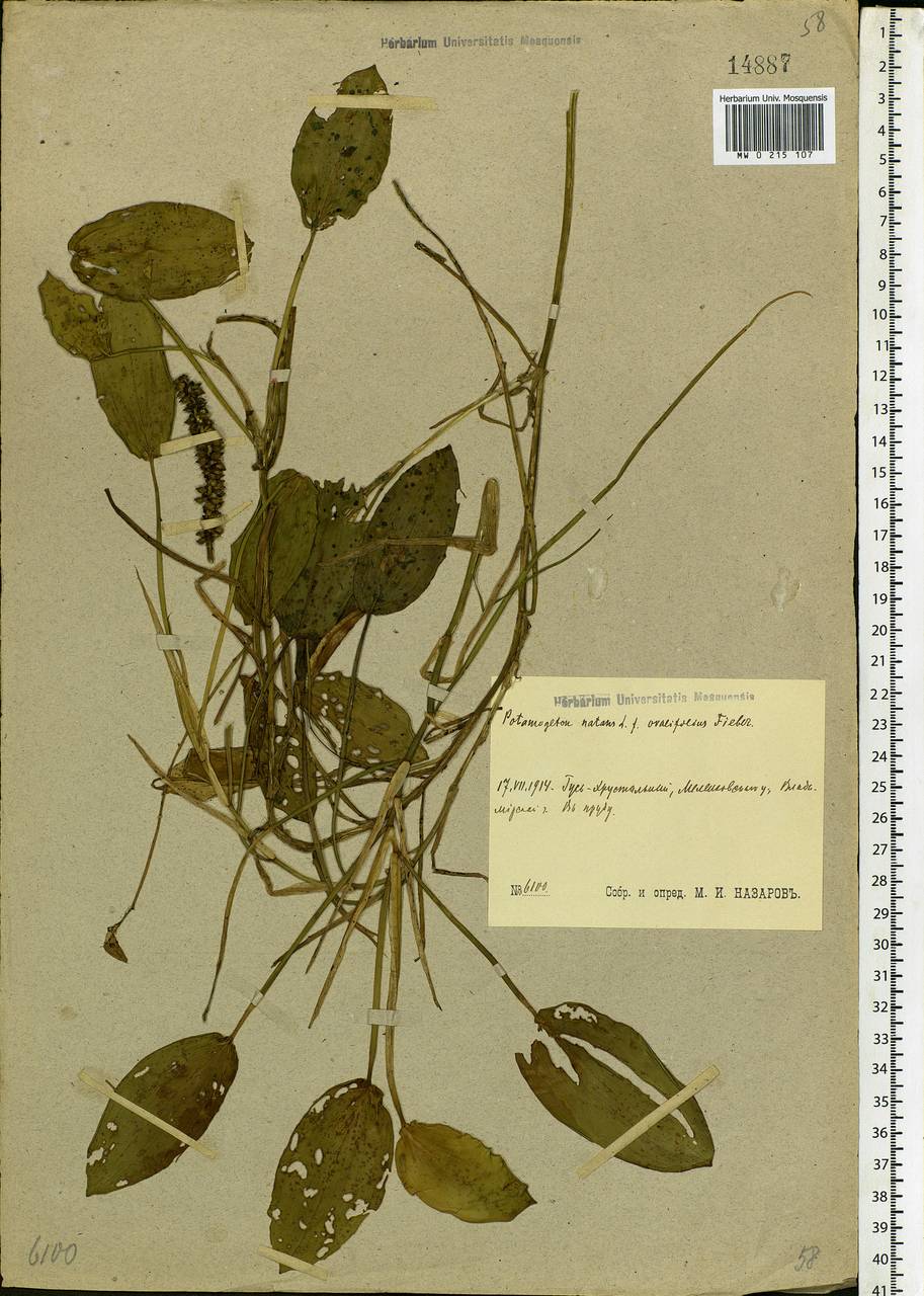 Potamogeton natans L., Eastern Europe, Central region (E4) (Russia)