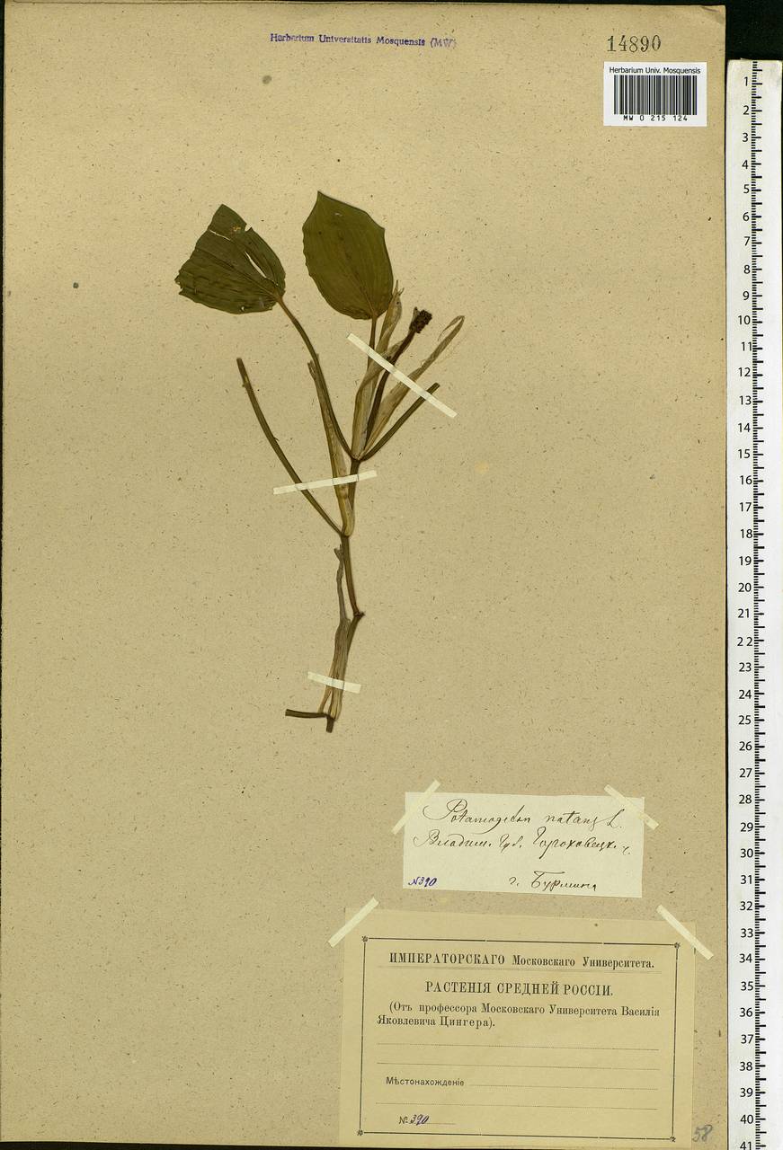 Potamogeton natans L., Eastern Europe, Central region (E4) (Russia)