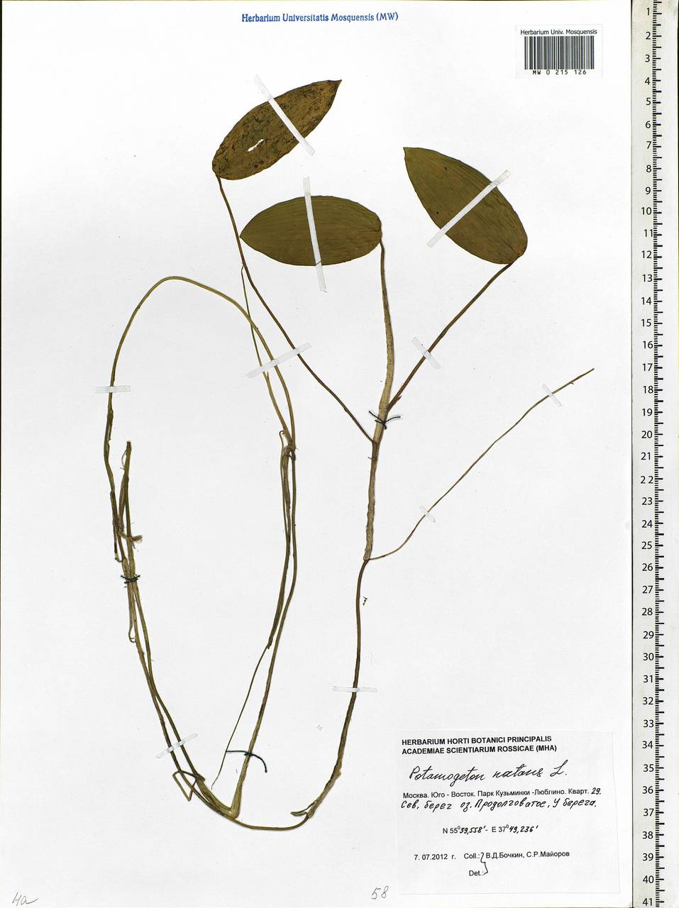 Potamogeton natans L., Eastern Europe, Moscow region (E4a) (Russia)