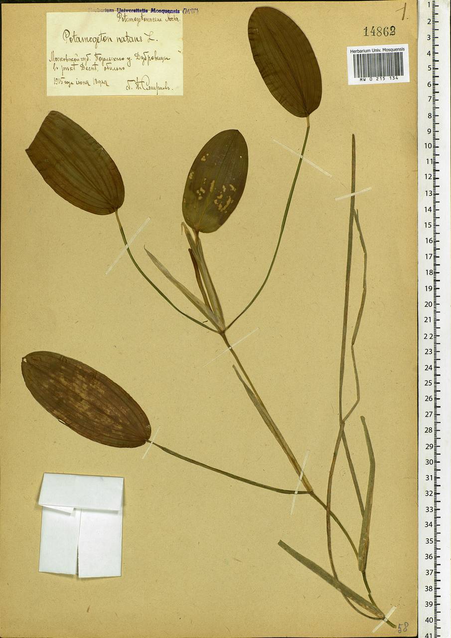 Potamogeton natans L., Eastern Europe, Moscow region (E4a) (Russia)