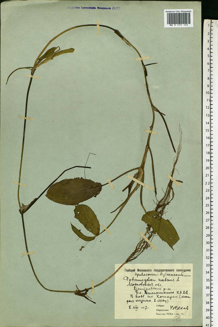 Potamogeton natans L., Eastern Europe, Moscow region (E4a) (Russia)