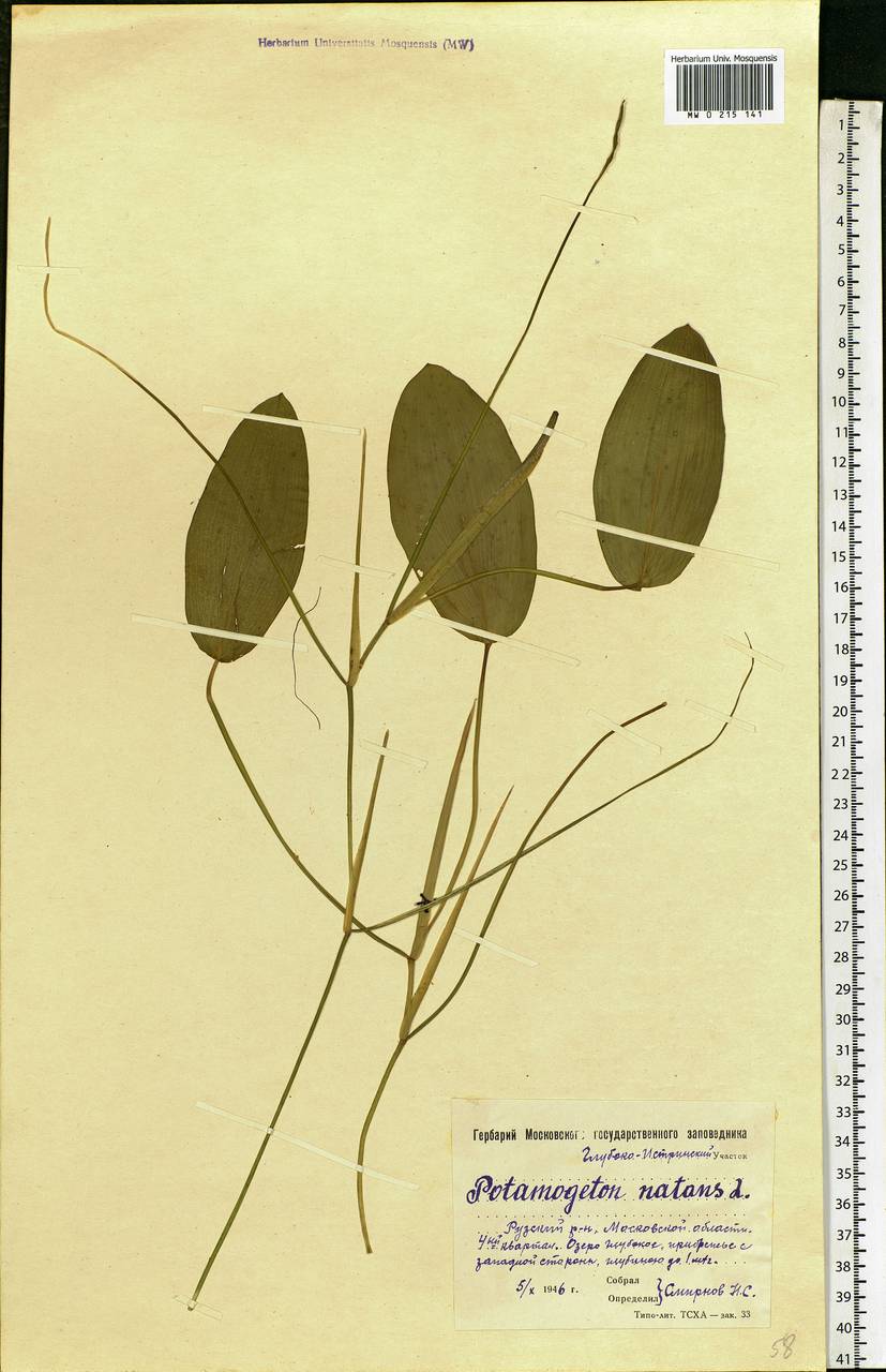 Potamogeton natans L., Eastern Europe, Moscow region (E4a) (Russia)