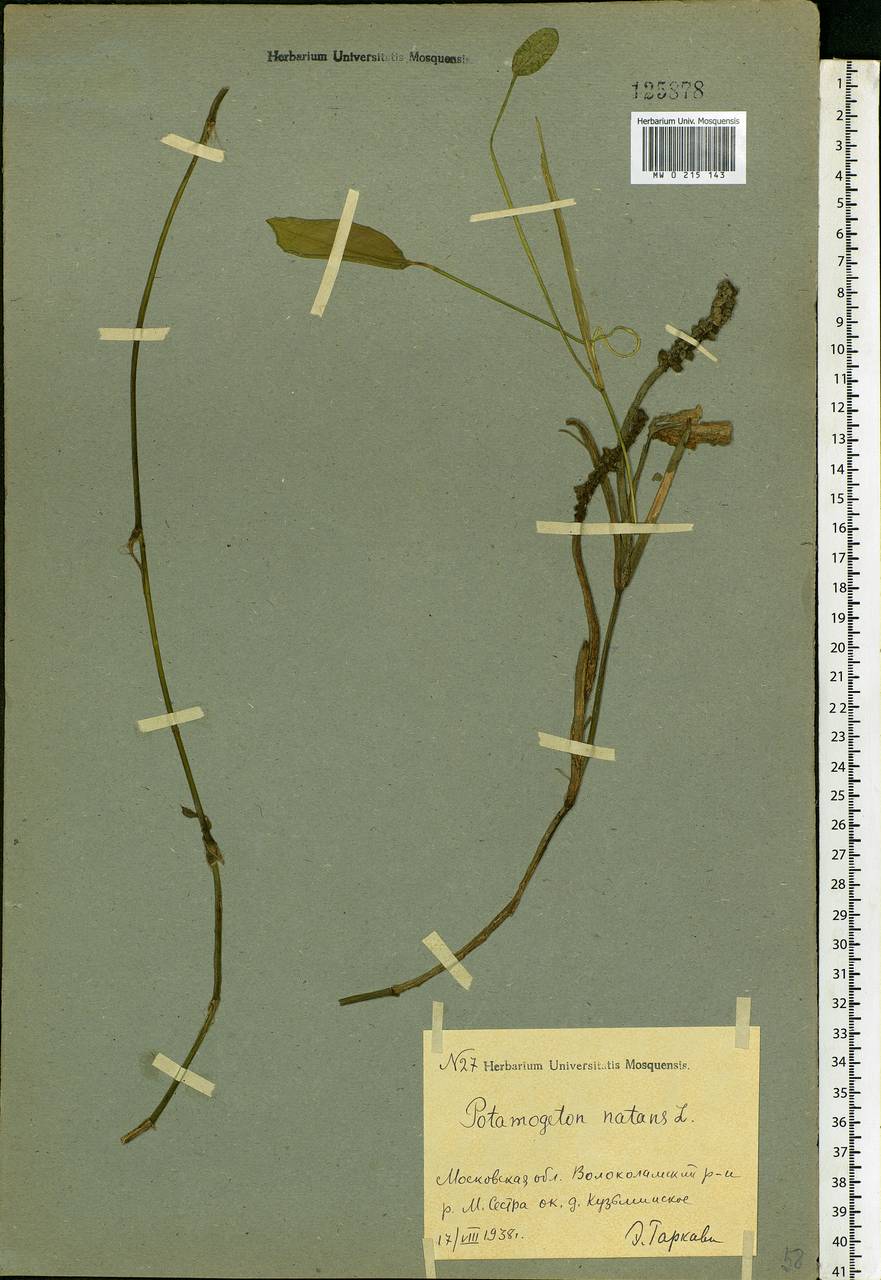 Potamogeton natans L., Eastern Europe, Moscow region (E4a) (Russia)