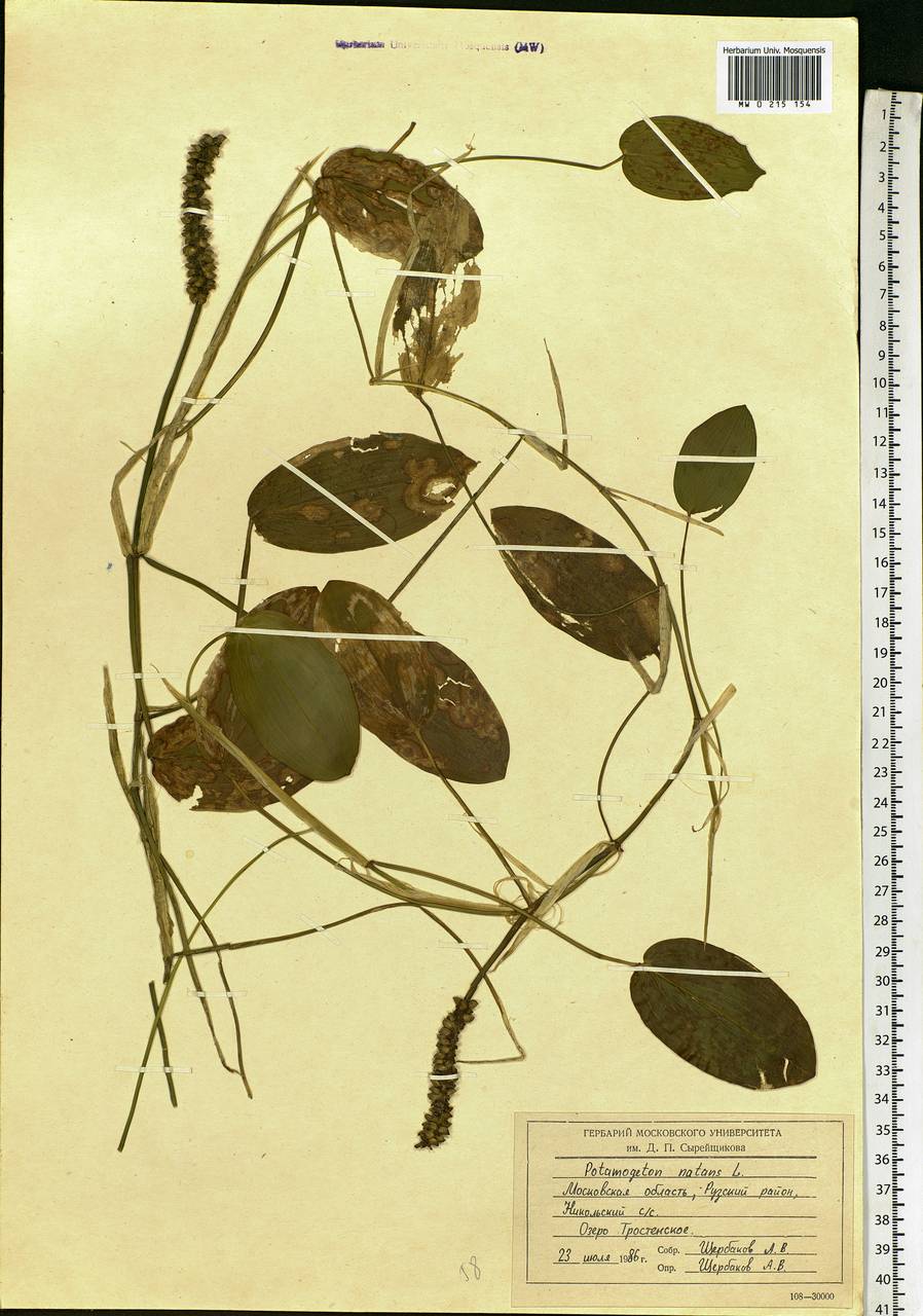 Potamogeton natans L., Eastern Europe, Moscow region (E4a) (Russia)