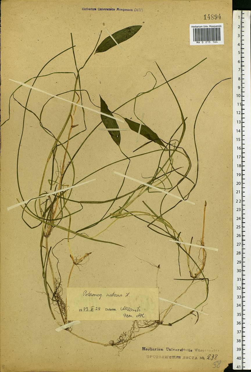 Potamogeton natans L., Eastern Europe, Central forest region (E5) (Russia)