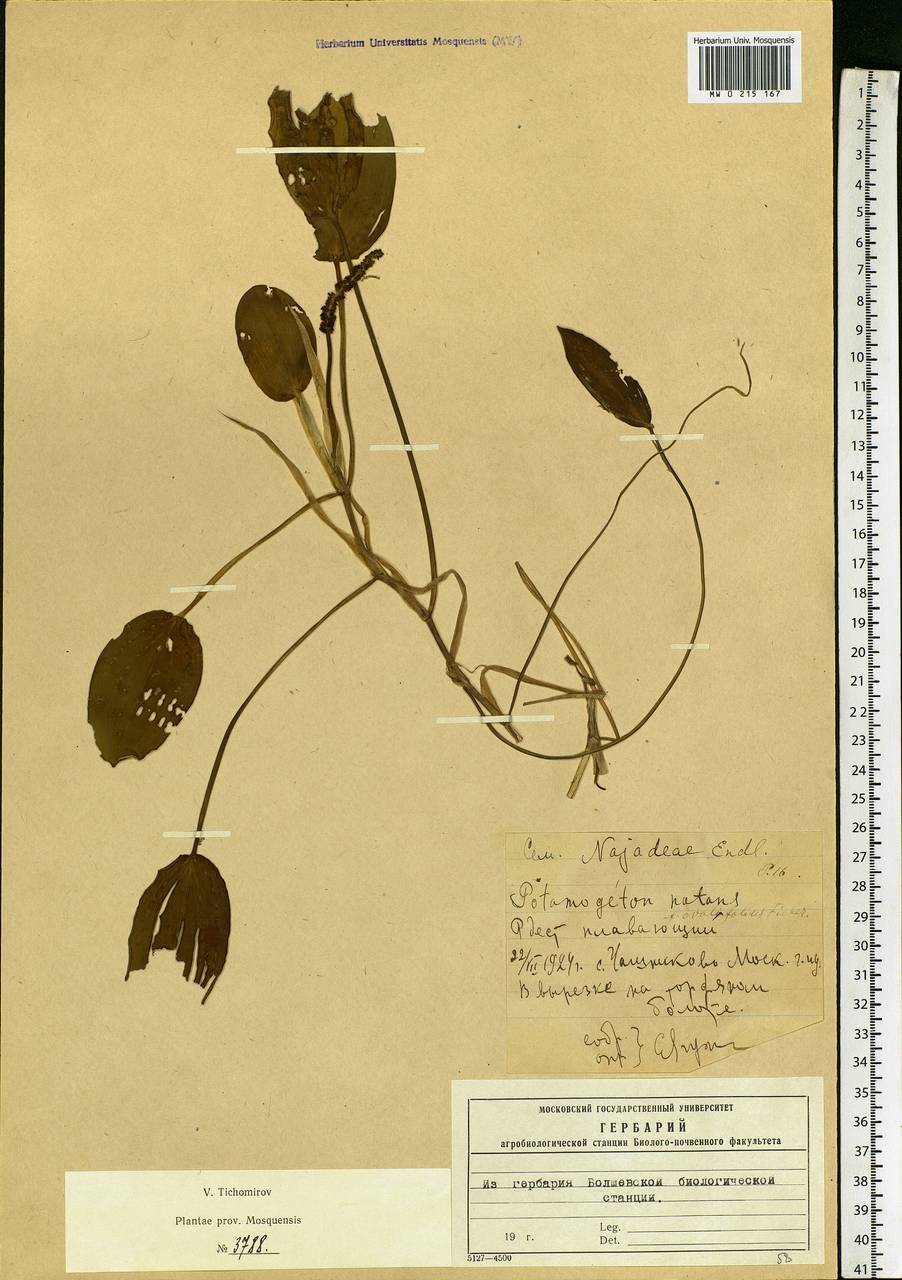 Potamogeton natans L., Eastern Europe, Moscow region (E4a) (Russia)