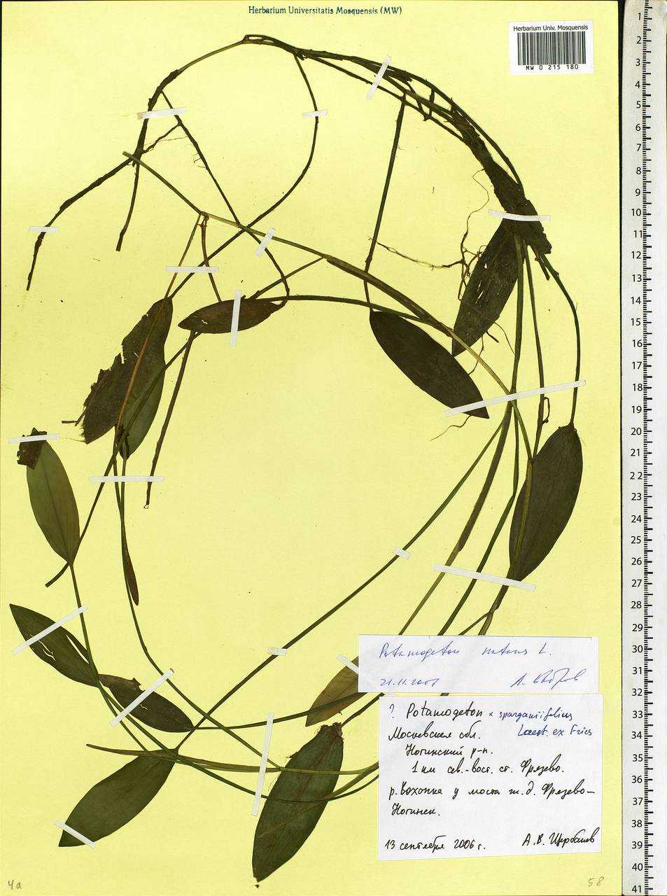 Potamogeton natans L., Eastern Europe, Moscow region (E4a) (Russia)