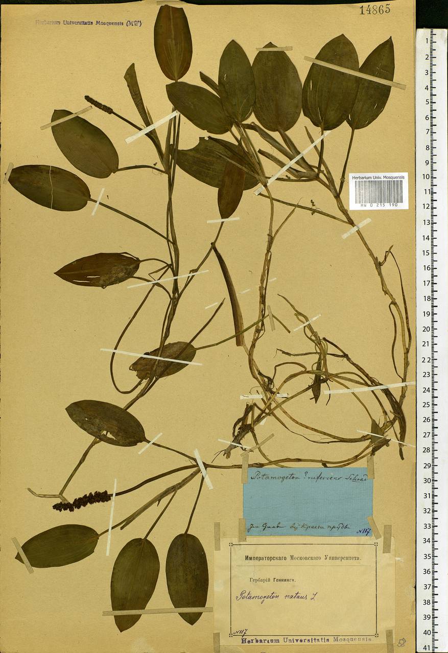 Potamogeton natans L., Eastern Europe, Moscow region (E4a) (Russia)