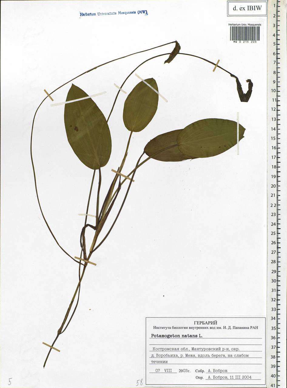 Potamogeton natans L., Eastern Europe, Central forest region (E5) (Russia)