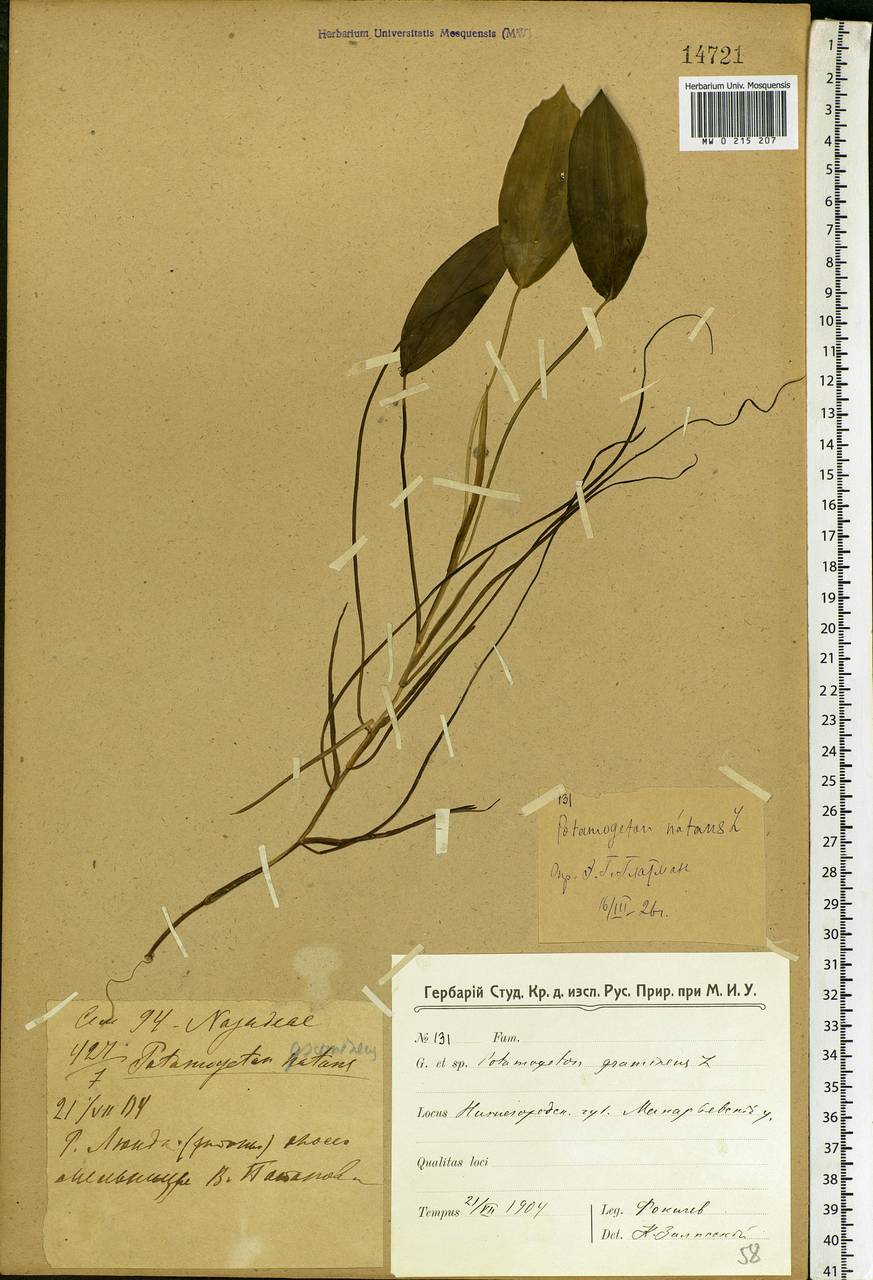 Potamogeton natans L., Eastern Europe, Central forest region (E5) (Russia)