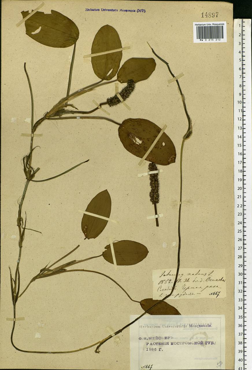 Potamogeton natans L., Eastern Europe, Central forest region (E5) (Russia)