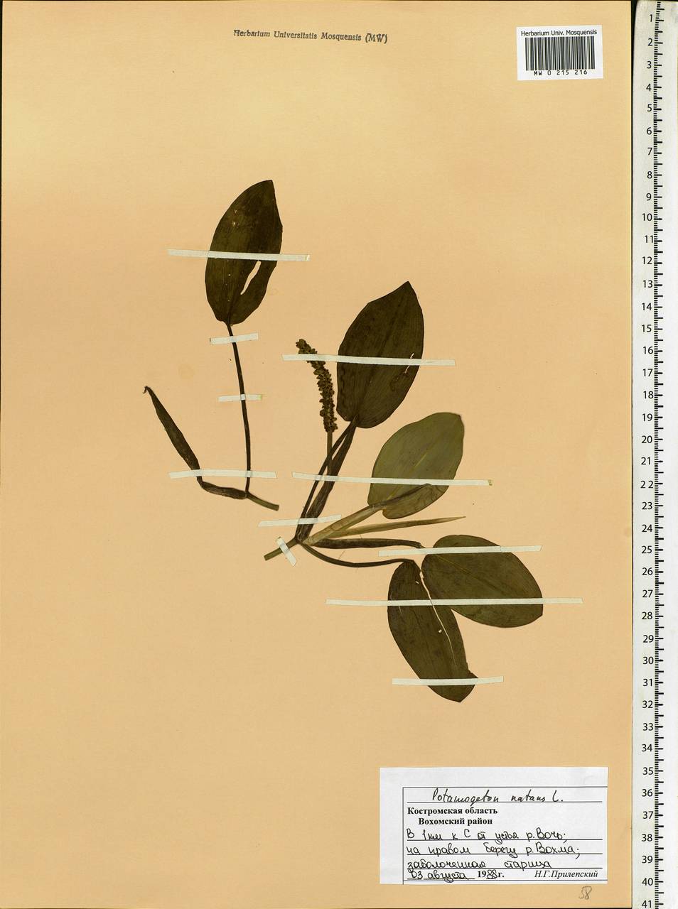 Potamogeton natans L., Eastern Europe, Central forest region (E5) (Russia)