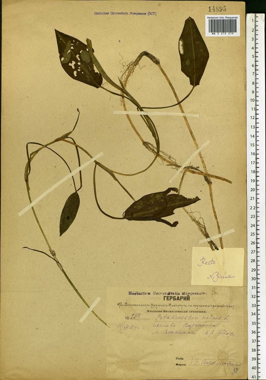 Potamogeton natans L., Eastern Europe, Central forest region (E5) (Russia)