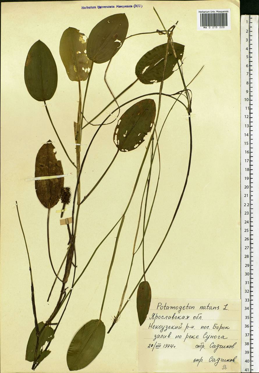 Potamogeton natans L., Eastern Europe, Central forest region (E5) (Russia)