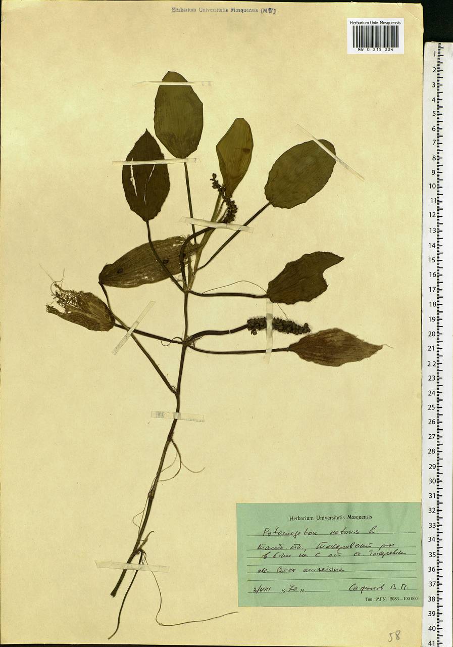 Potamogeton natans L., Eastern Europe, Central forest-and-steppe region (E6) (Russia)