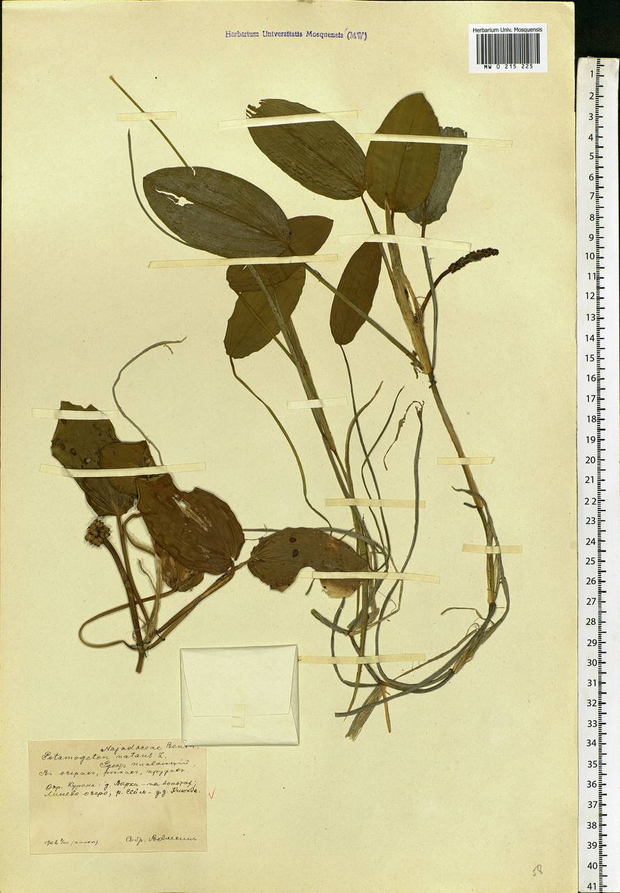 Potamogeton natans L., Eastern Europe, Central forest-and-steppe region (E6) (Russia)