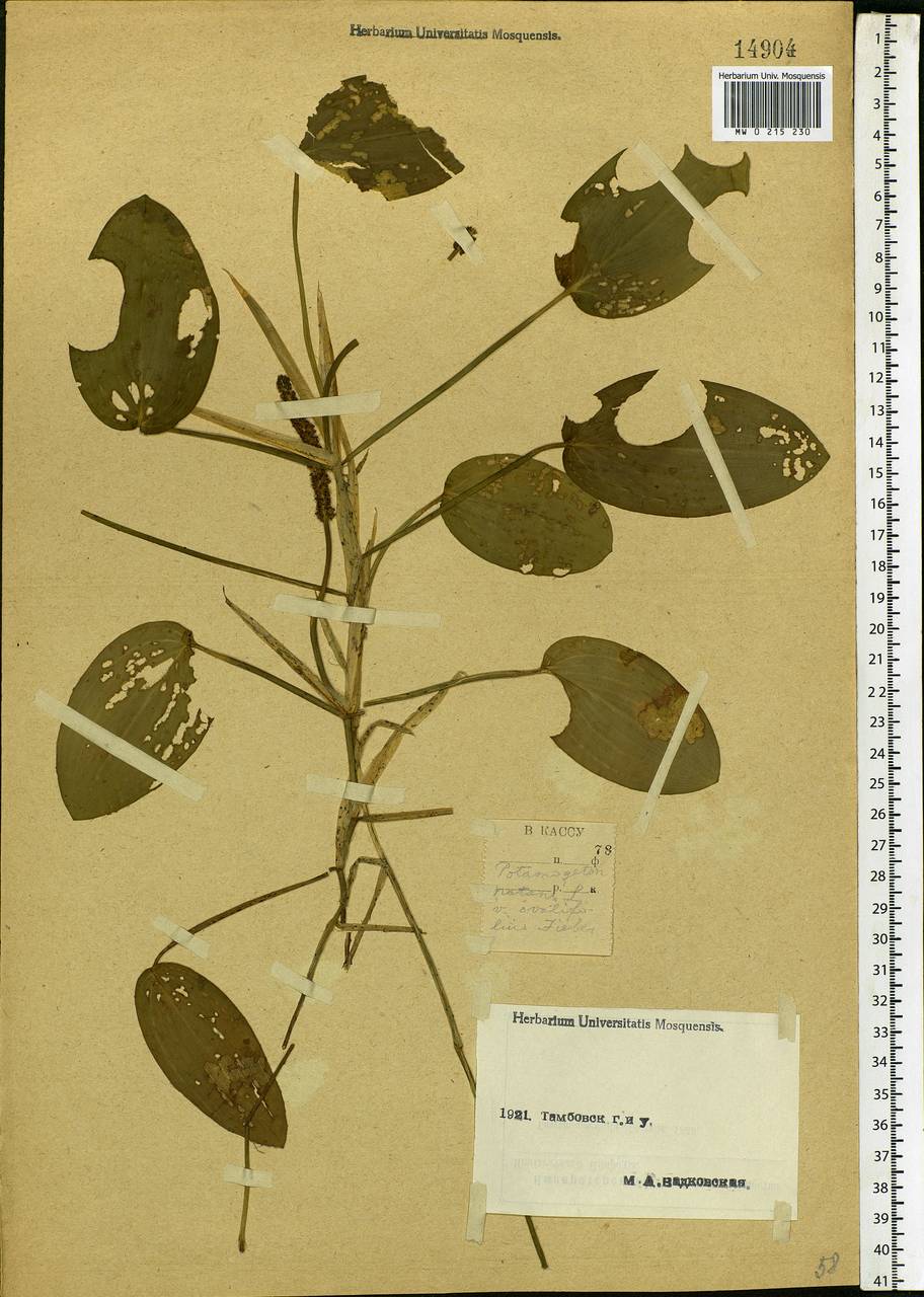 Potamogeton natans L., Eastern Europe, Central forest-and-steppe region (E6) (Russia)