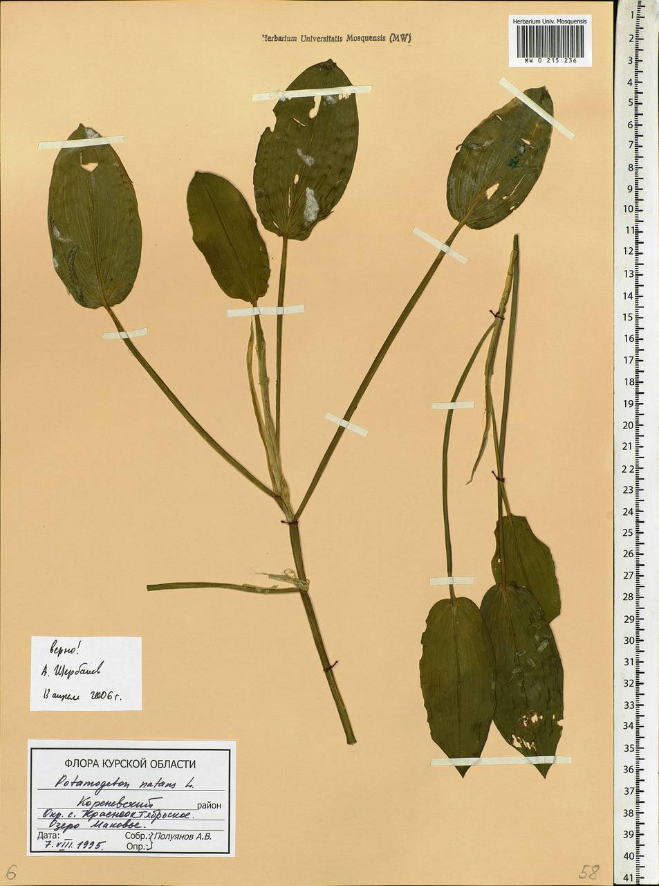 Potamogeton natans L., Eastern Europe, Central forest-and-steppe region (E6) (Russia)