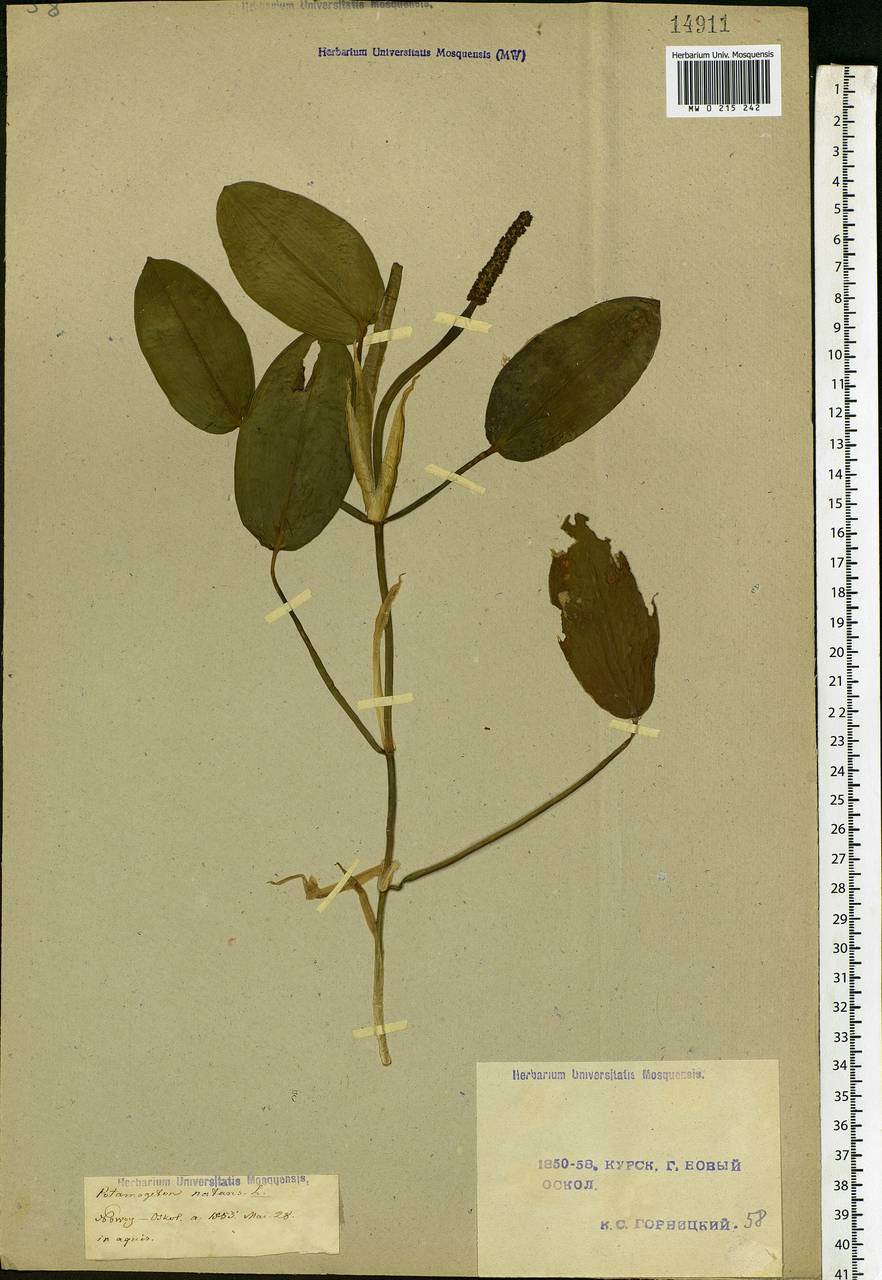 Potamogeton natans L., Eastern Europe, Central forest-and-steppe region (E6) (Russia)