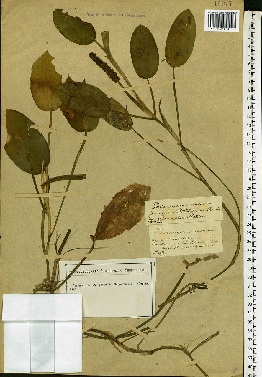 Potamogeton natans L., Eastern Europe, Central forest-and-steppe region (E6) (Russia)