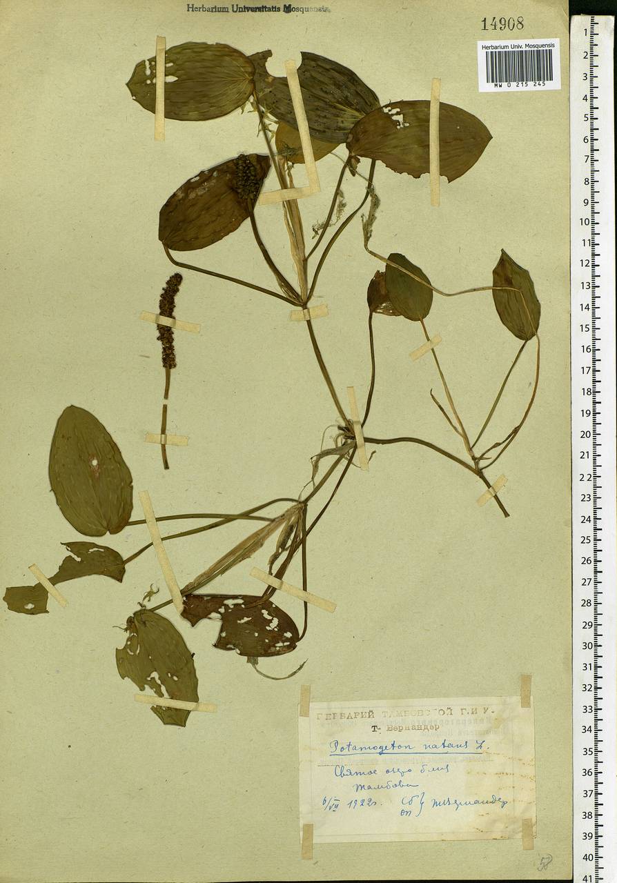 Potamogeton natans L., Eastern Europe, Central forest-and-steppe region (E6) (Russia)