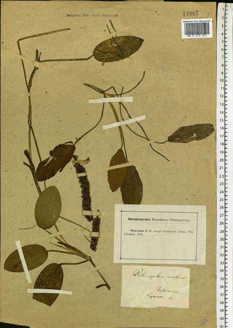 Potamogeton natans L., Eastern Europe, Central forest-and-steppe region (E6) (Russia)