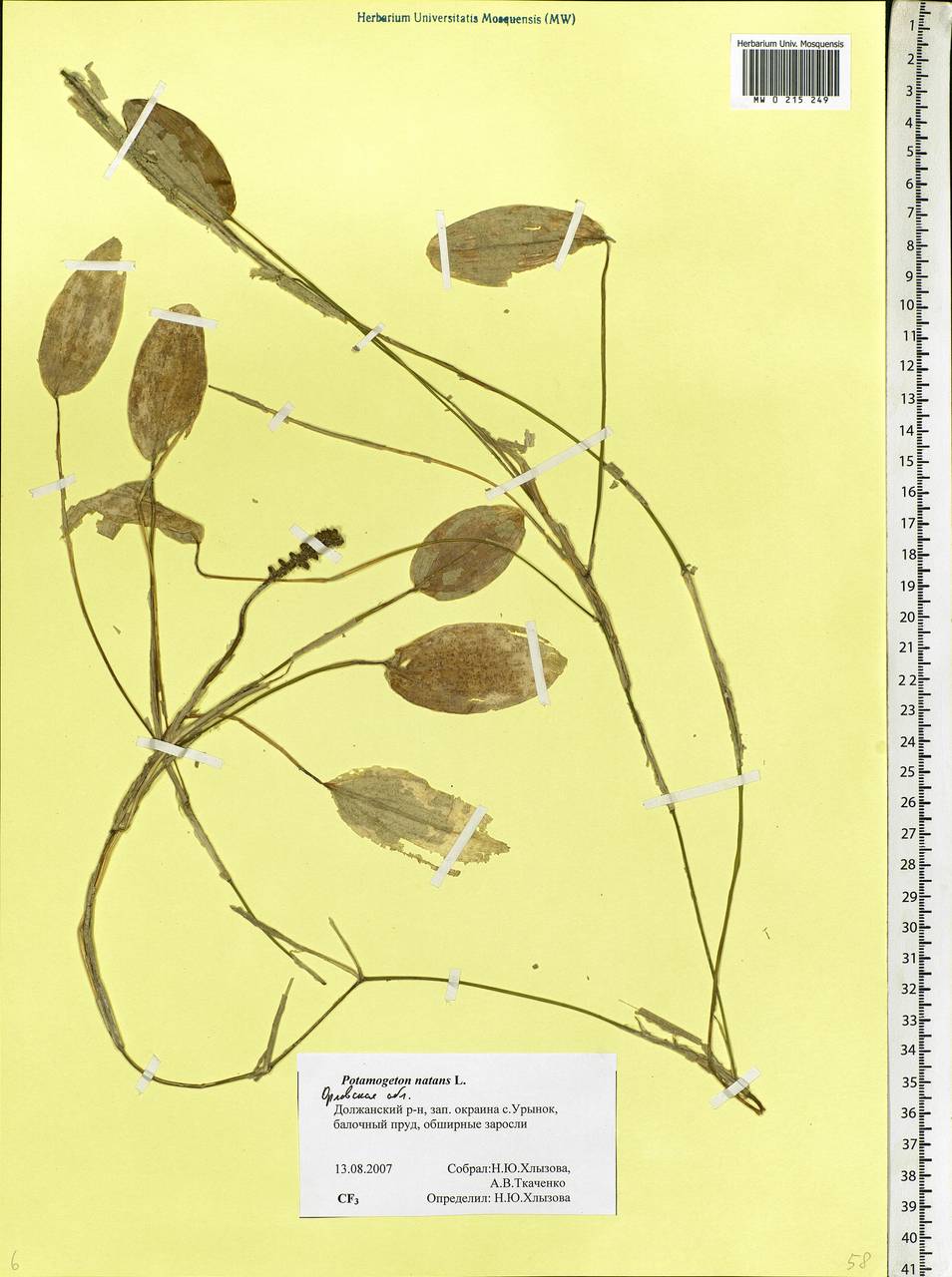 Potamogeton natans L., Eastern Europe, Central forest-and-steppe region (E6) (Russia)