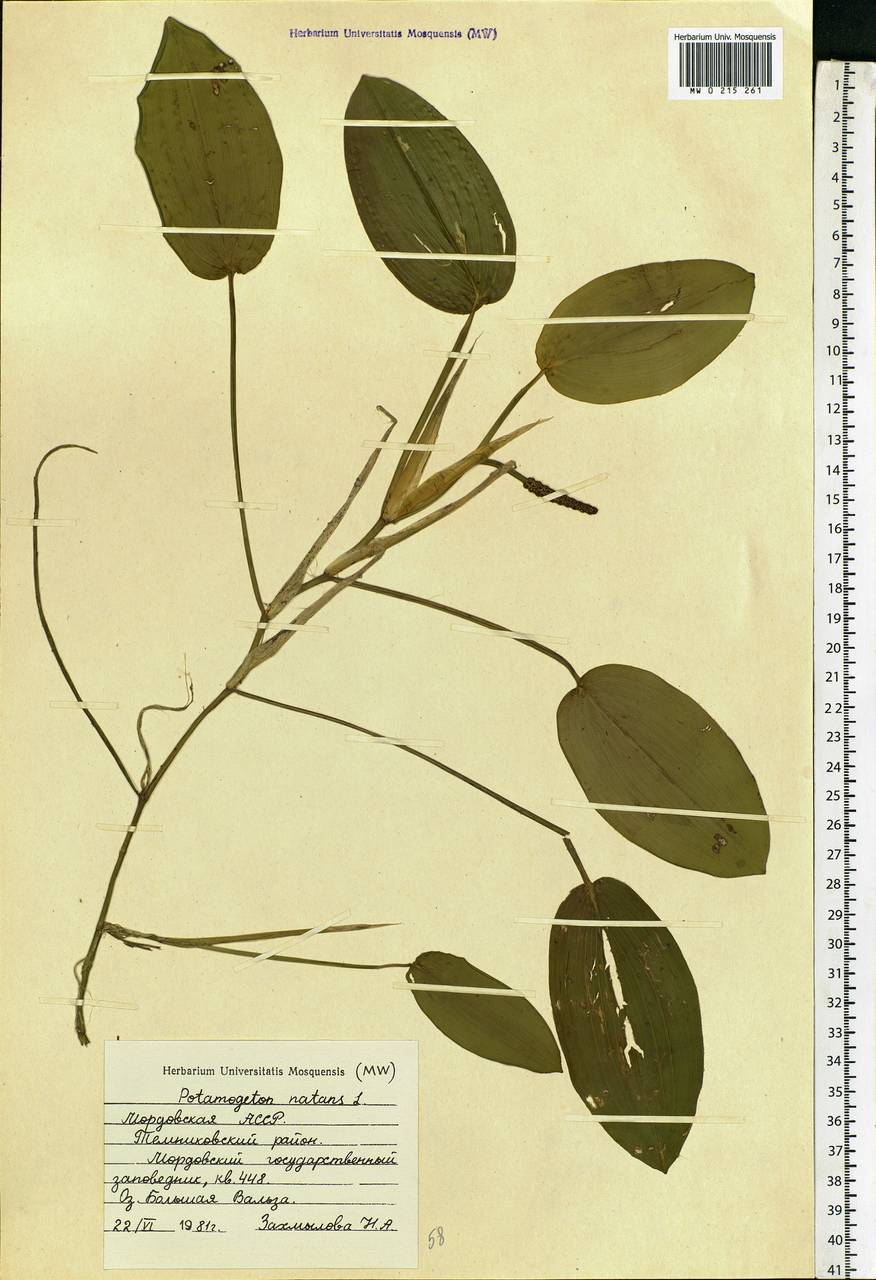 Potamogeton natans L., Eastern Europe, Middle Volga region (E8) (Russia)