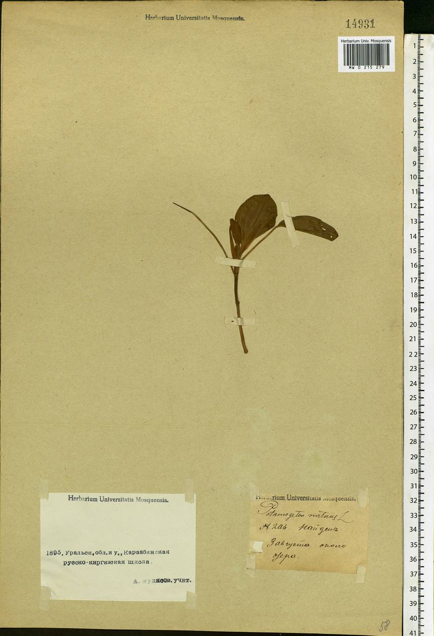 Potamogeton natans L., Middle Asia, Caspian Ustyurt & Northern Aralia (M8) (Kazakhstan)