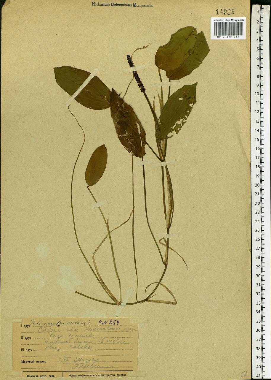 Potamogeton natans L., Eastern Europe, Eastern region (E10) (Russia)