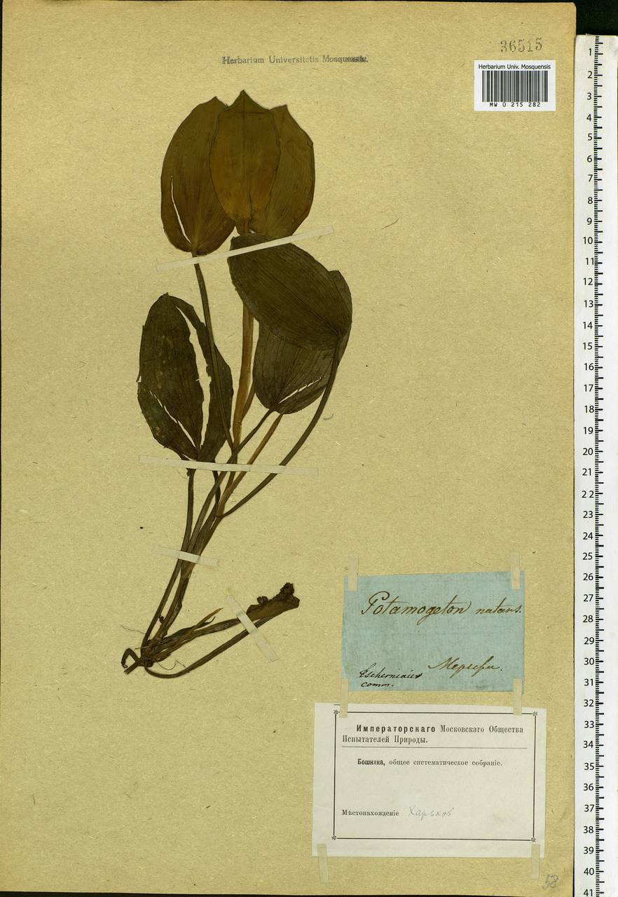 Potamogeton natans L., Eastern Europe, North Ukrainian region (E11) (Ukraine)