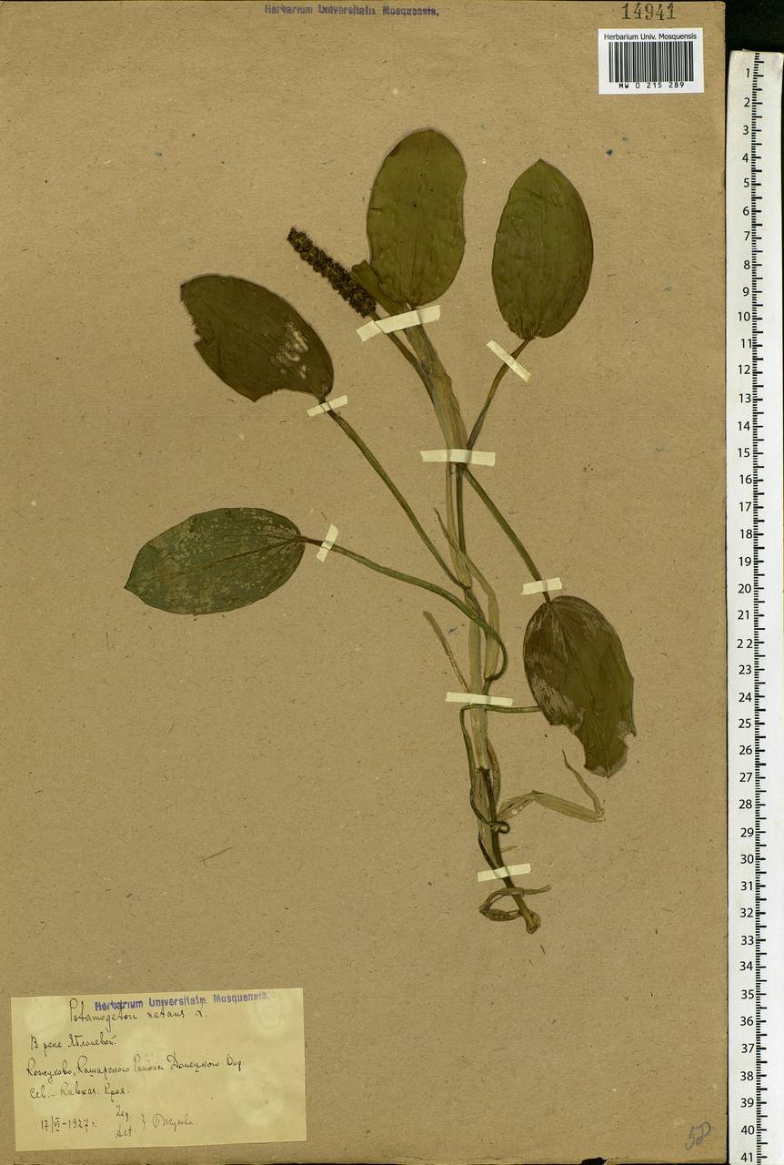 Potamogeton natans L., Eastern Europe, Rostov Oblast (E12a) (Russia)