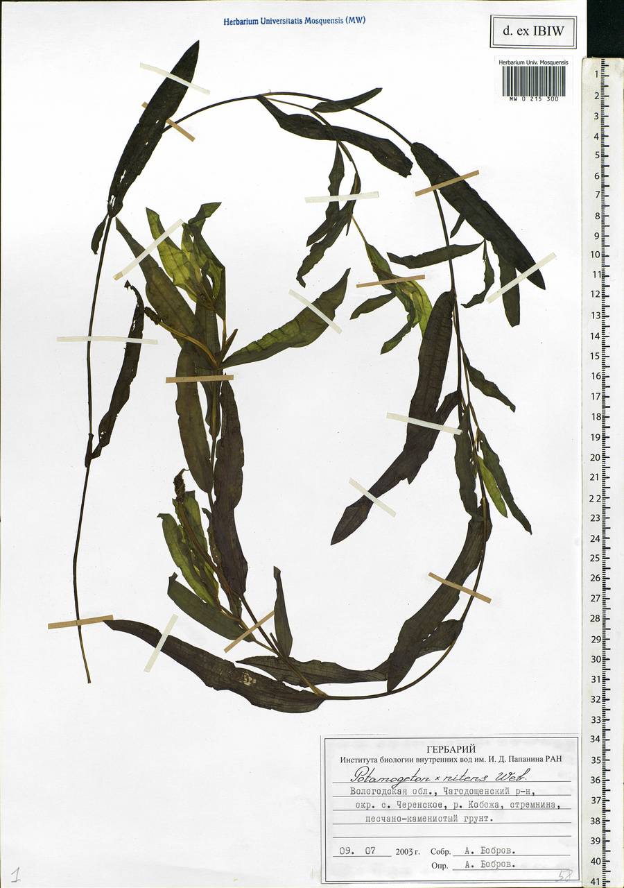 Potamogeton × nitens Weber, Eastern Europe, Northern region (E1) (Russia)