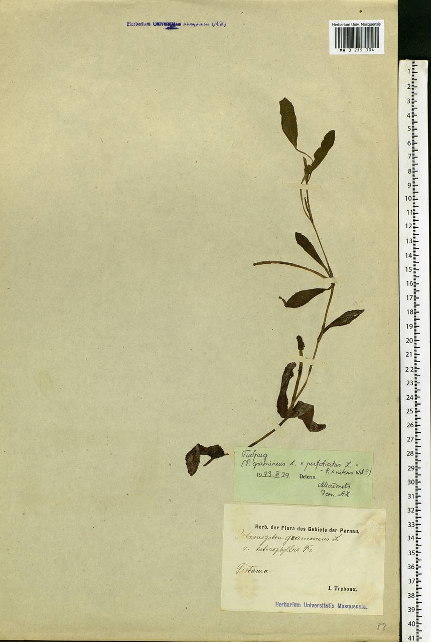 Potamogeton × nitens Weber, Eastern Europe, Estonia (E2c) (Estonia)