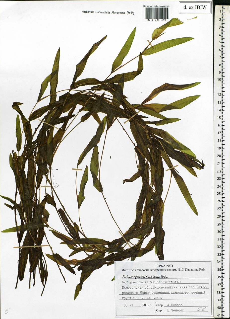Potamogeton × nitens Weber, Eastern Europe, Central forest region (E5) (Russia)