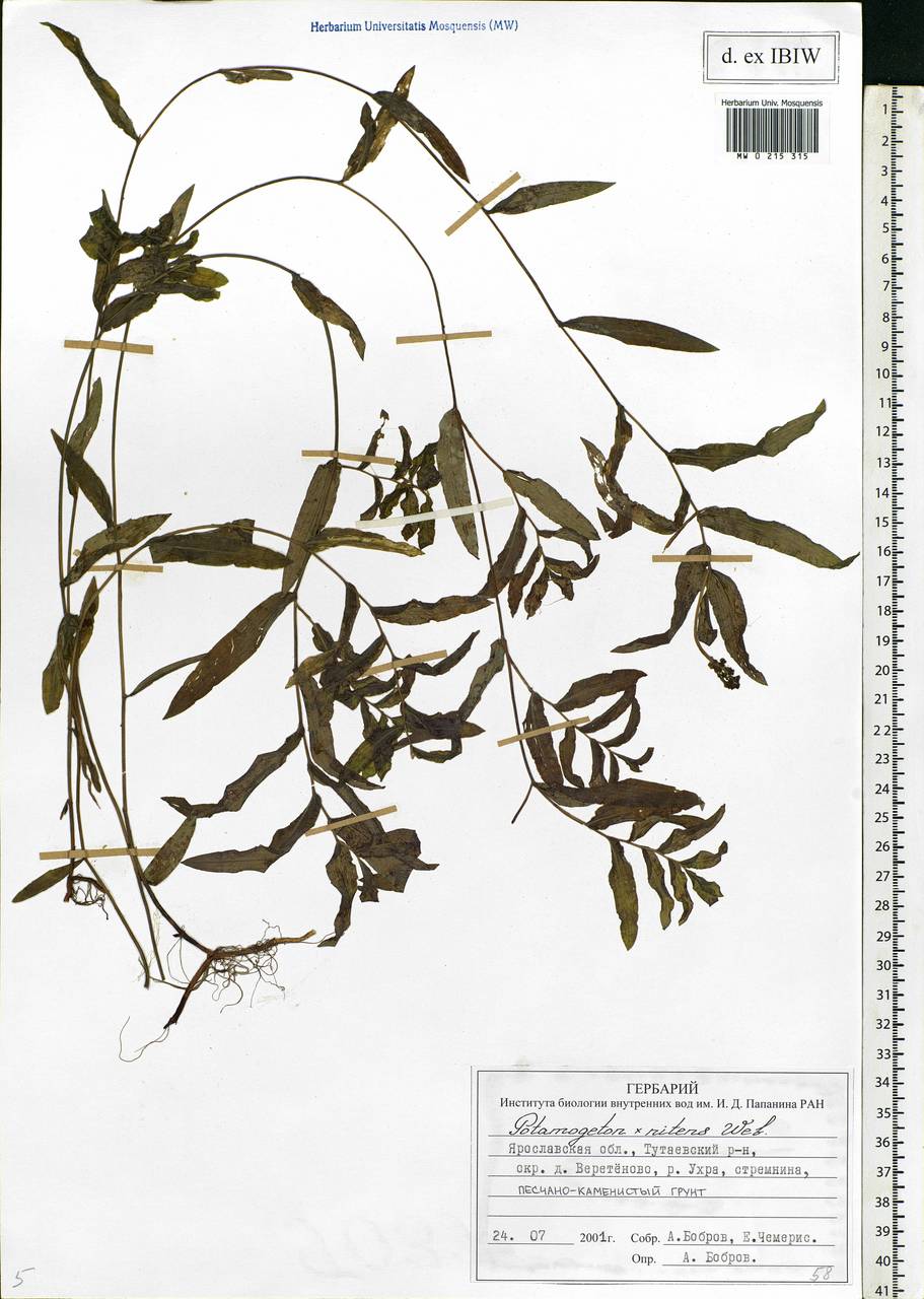 Potamogeton × nitens Weber, Eastern Europe, Central forest region (E5) (Russia)