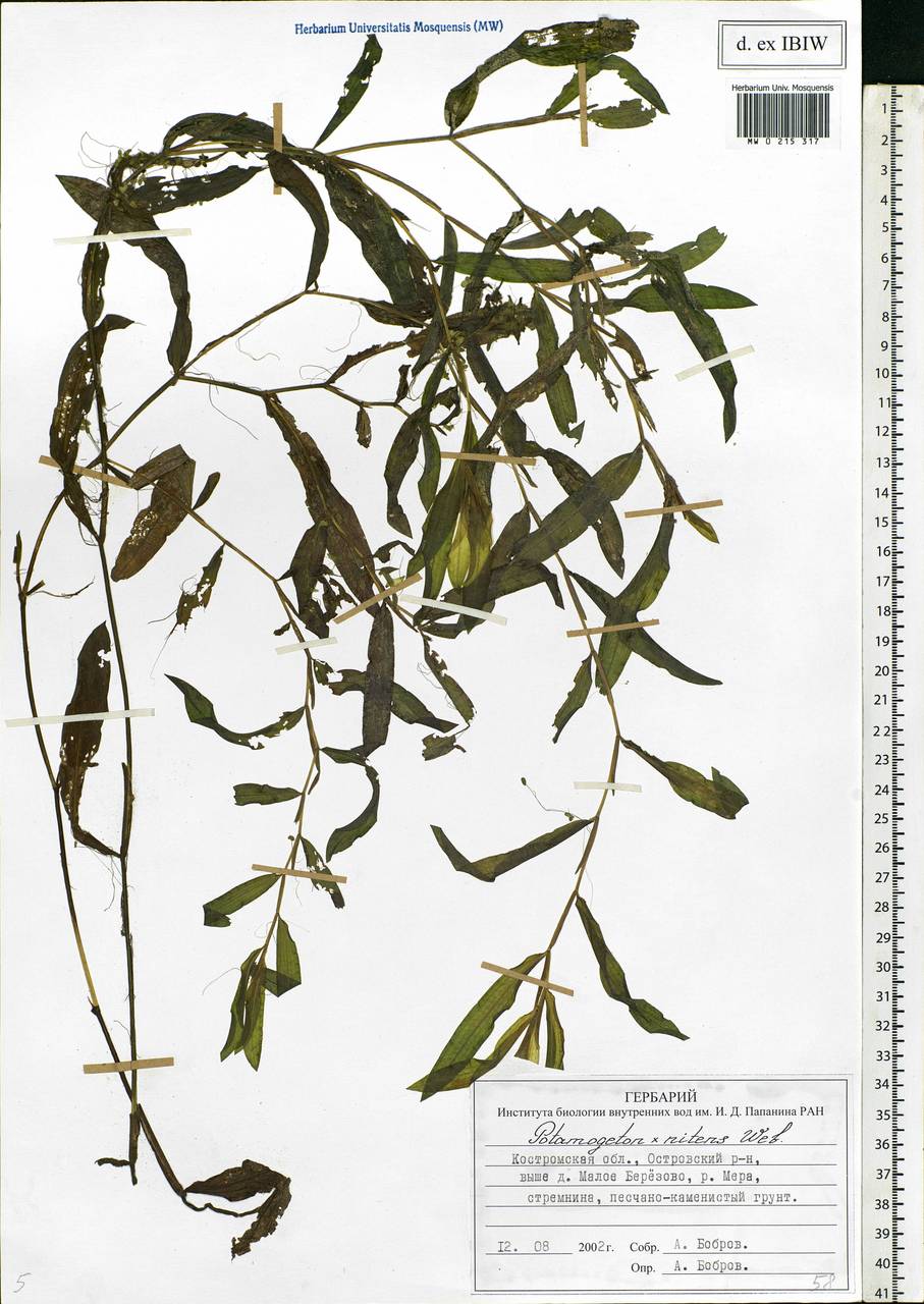 Potamogeton × nitens Weber, Eastern Europe, Central forest region (E5) (Russia)