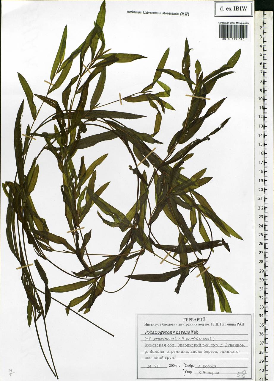 Potamogeton × nitens Weber, Eastern Europe, Volga-Kama region (E7) (Russia)